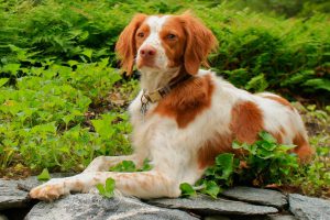 Brittany Spaniel