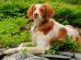 Brittany Spaniel