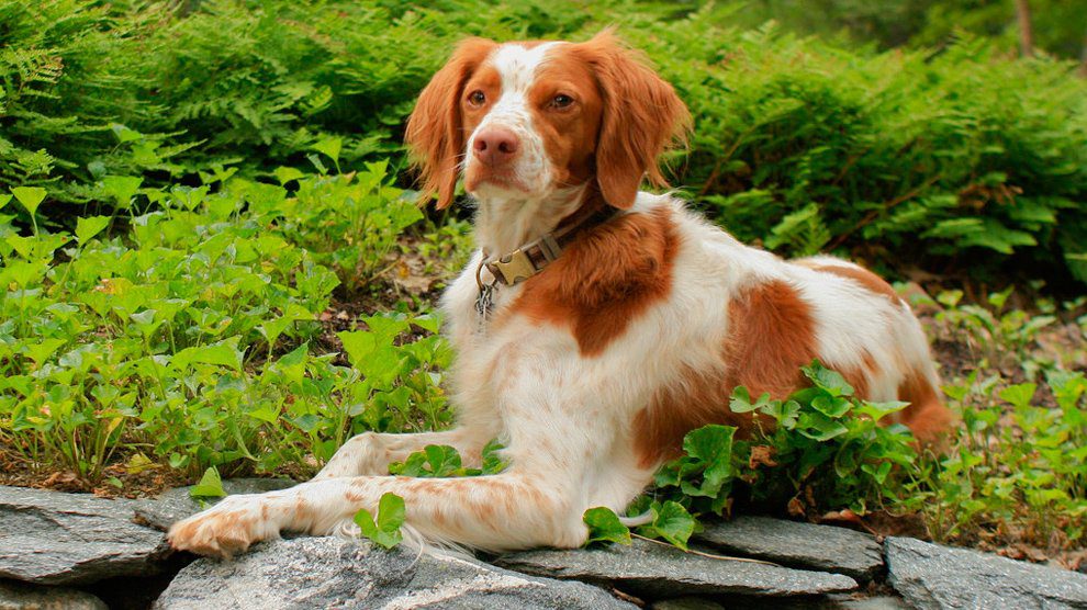 purebred brittany