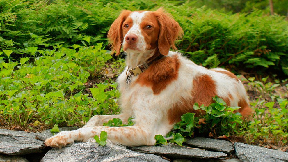 Brittany Spaniel Must Know Dog Breed Information Petmoo Brittany Spaniel Must Know Dog Breed Information Petmoo