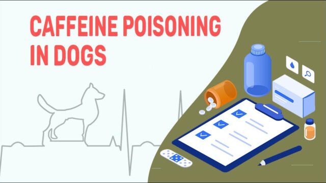 View of Caffeine Poisoning In Dogs - Petmoo