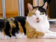 Calico Cats