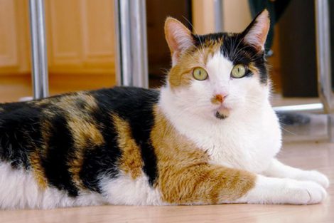 Calico Cats