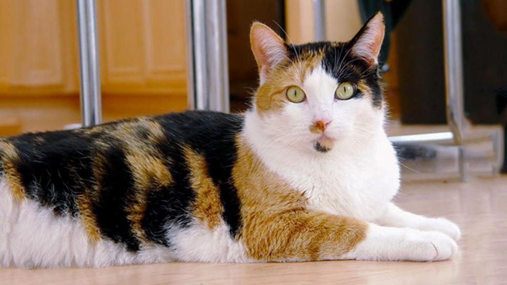 Calico Cats