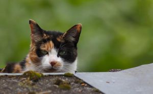 Calico Cats Interesting facts