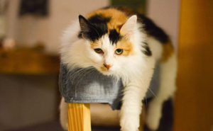 Calico breed