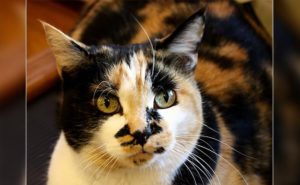 Calico cat facts