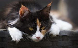 Calico cats symbolism