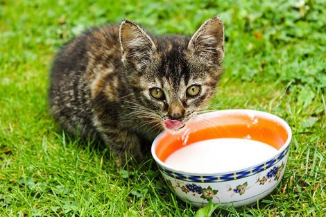 Can Cats Drink Milk