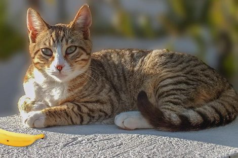Can Cats Eat Bananas