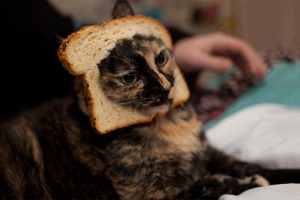 Can Cats Eat Bread