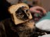 Can Cats Eat Bread