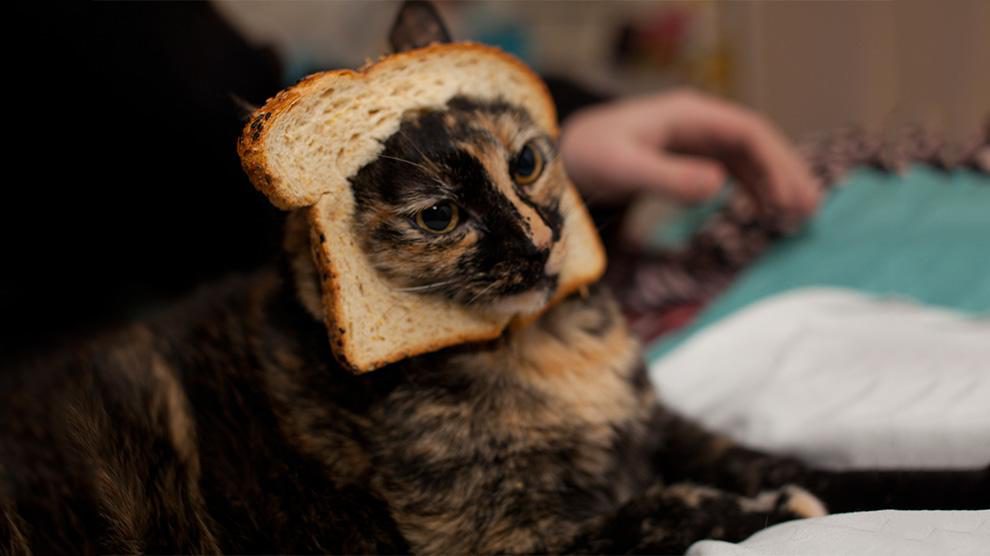 Can Cats Eat Bread