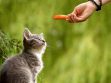 Can Cats Eat Carrots
