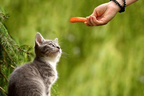 Can Cats Eat Carrots