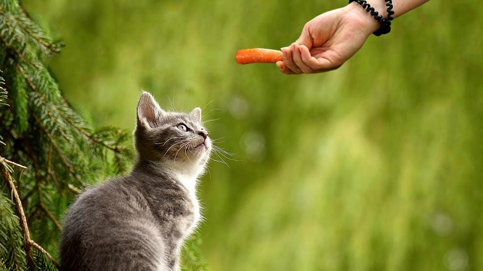 Can Cats Eat Carrots