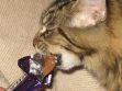 Can Cats Eat Chocolate