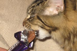 Can Cats Eat Chocolate