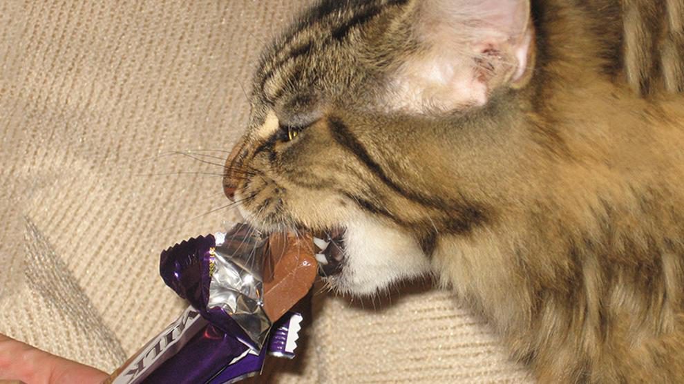 Can Cats Eat Chocolate