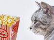 Can Cats Eat Popcorn