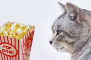 Can Cats Eat Popcorn