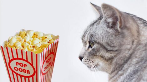 Can Cats Eat Popcorn? Is Popcorn Safe For Cats? - Petmoo