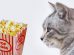 Can Cats Eat Popcorn