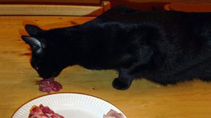 Can Cats Eat Pork