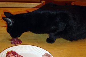 Can Cats Eat Pork
