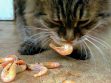 Can Cats Eat Shrimp
