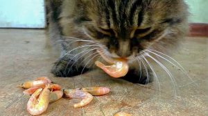 Can Cats Eat Shrimp