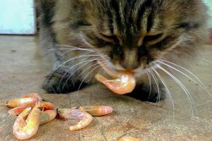 Can Cats Eat Shrimp