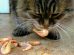 Can Cats Eat Shrimp