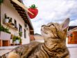Can Cats Eat Strawberries