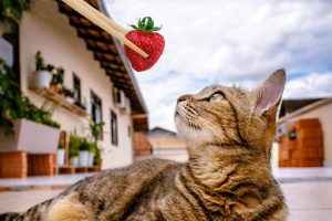 Can Cats Eat Strawberries