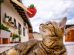 Can Cats Eat Strawberries