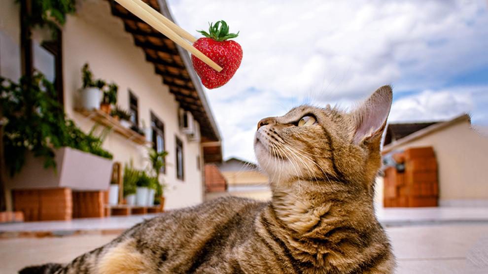 Can Cats Eat Strawberries