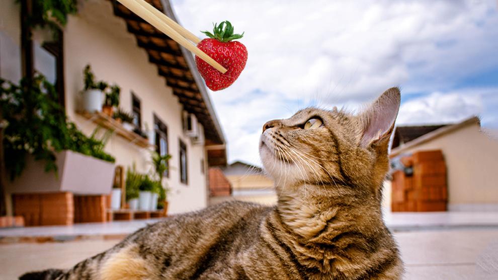 Can Cats Eat Strawberries? Benefits & Precautions Petmoo
