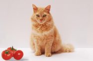 Can Cats Eat Tomatoes