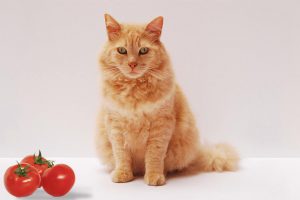 Can Cats Eat Tomatoes