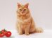 Can Cats Eat Tomatoes