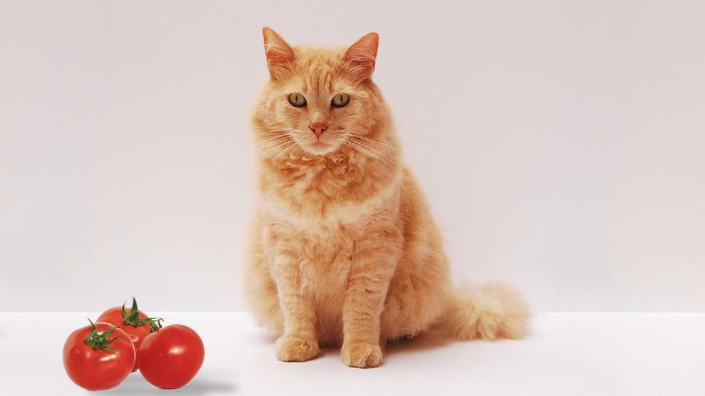 Can Cats Eat Tomatoes