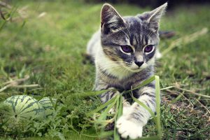 Can Cats Eat Watermelon