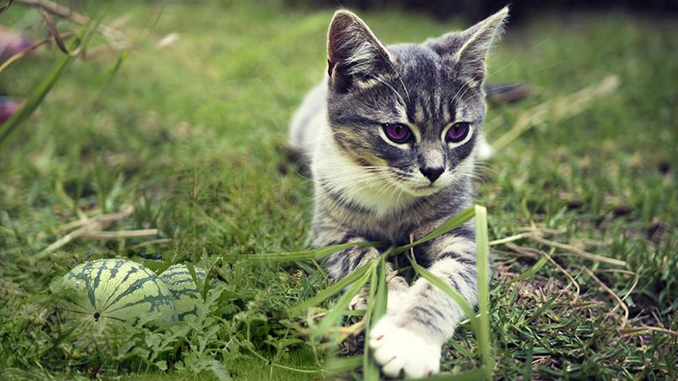 Can Cats Eat Watermelon