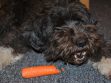 Can Dogs Eat Carrots?