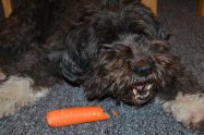 Can Dogs Eat Carrots?
