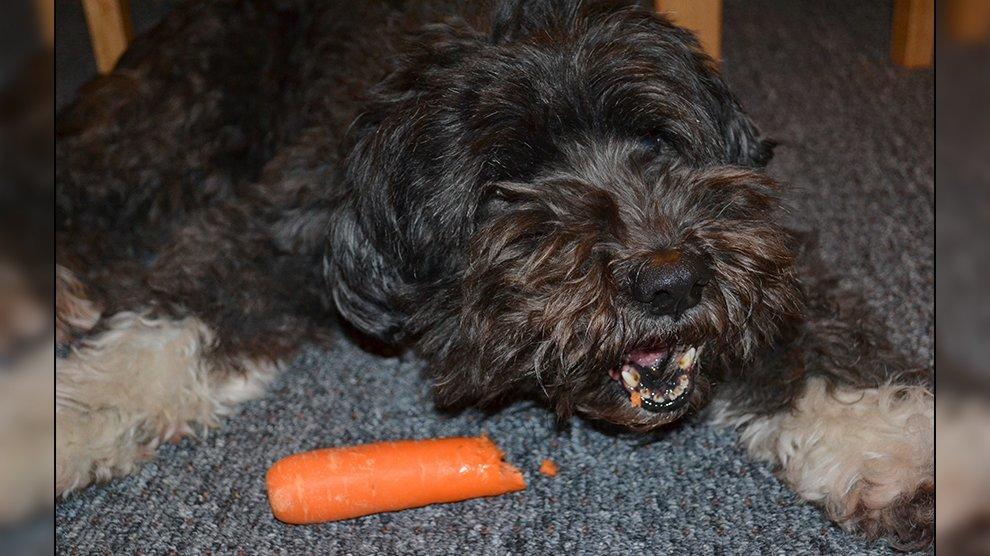 Are Carrots Good For Teething Puppies