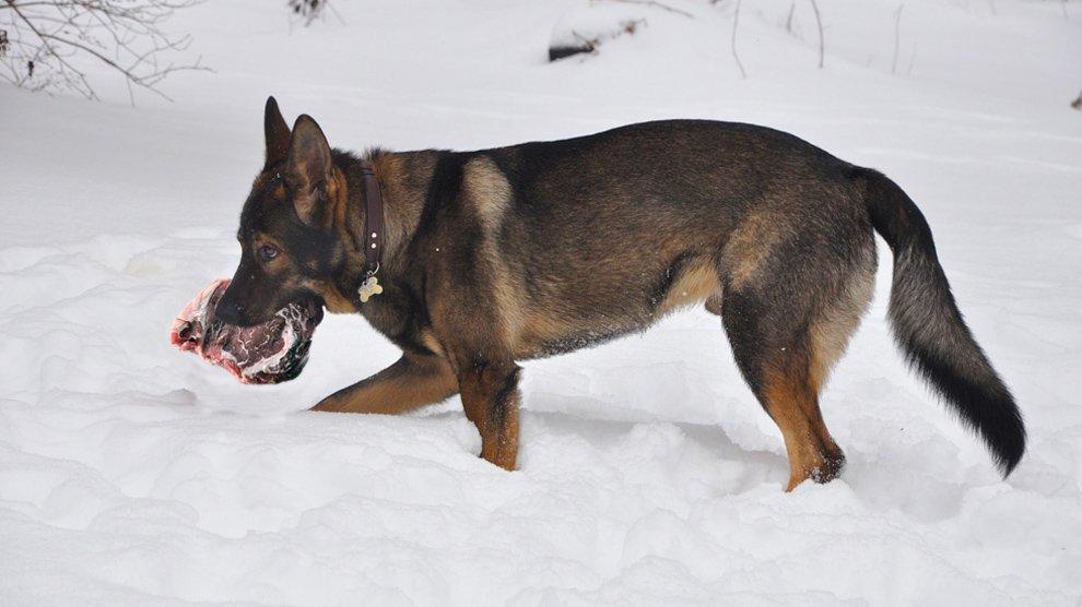 can dogs eat raw mince beef
