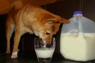 Can Dogs Drink Milk?