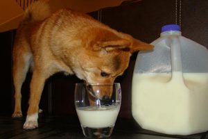 Can Dogs Drink Milk?